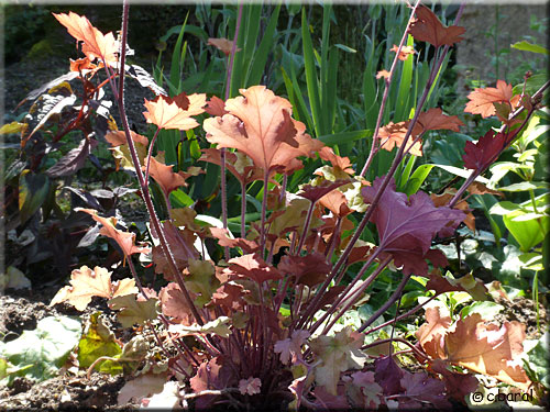 Heuchère 'Caramel', Heuchera 'Caramel'