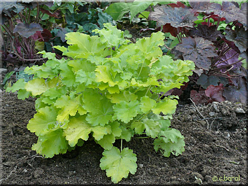 Heuchère 'Lime Rickey', Heuchera 'Lime Rickey'