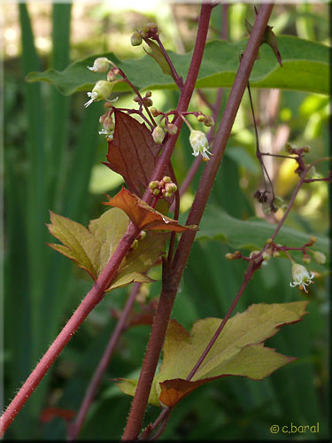 Fleurs de l'Heuchère 'Caramel' Heuchère 'Caramel', fleurs