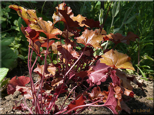 Heuchère 'Peach Flambe' Heuchera 'Peach Flambe'