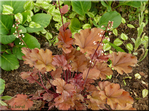 Heuchère 'Peach Flambe', Heuchera 'Peach Flambe'