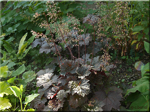 Heuchère 'Palace Purple', Heuchera micrantha 'Palace Purple'