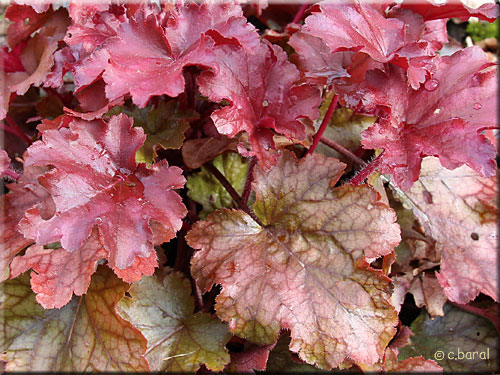 Jeunes pousses d'Heuchera 'Peach Flambe' Heuchera 'Peach Flambe', jeunes pousses