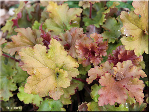 Heuchera 'Caramel' en avril Heuchera 'Caramel' en avril