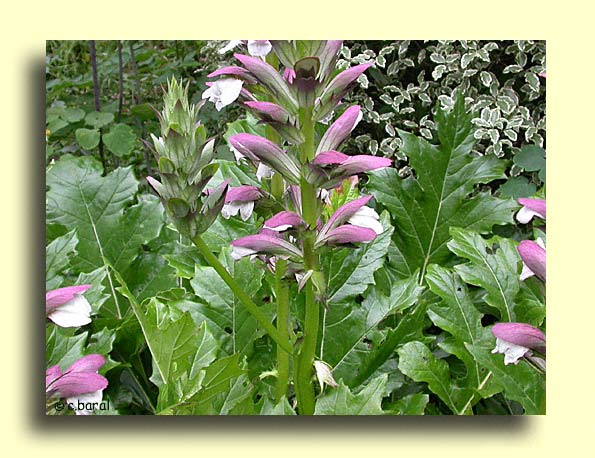 Acanthe mollis, Acanthus mollis