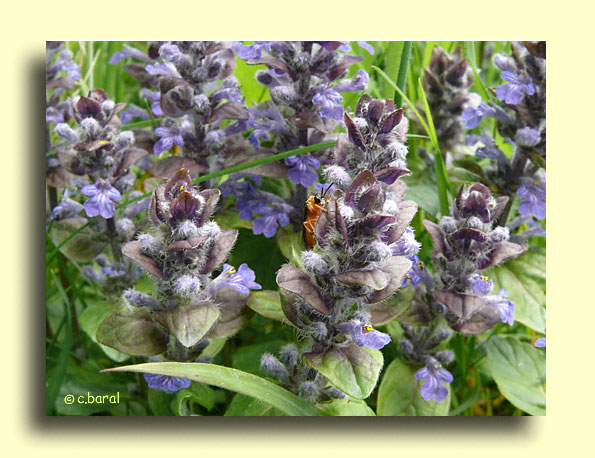 Ajuga reptans, Bugle rampant