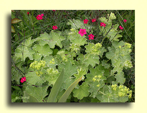 Alchemilla mollis