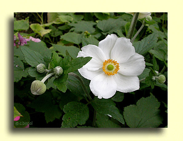 Anemone japonica 'Honorine Jobert'