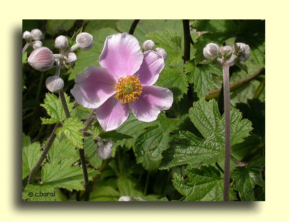 Anemone japonica 'September Charm'