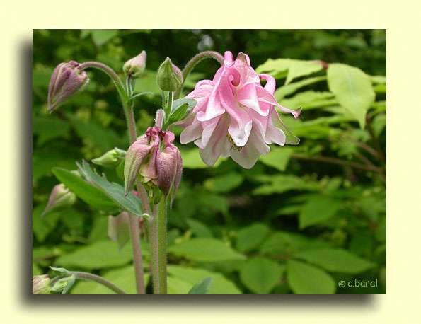Aquilegia vulgaris, Ancolie commune