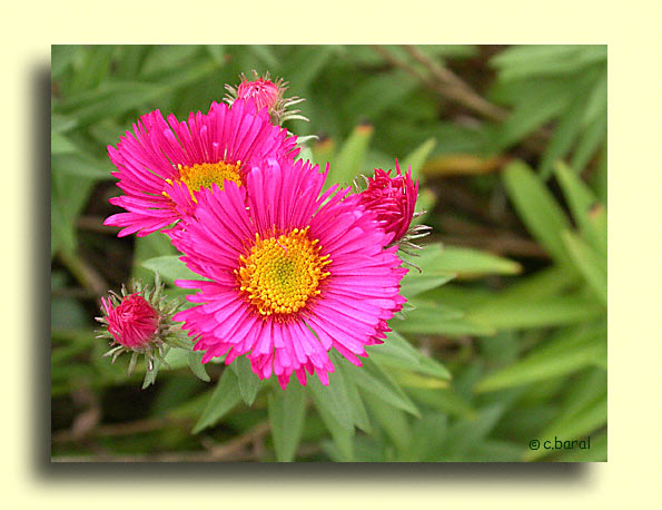 Aster 'Andenken an Alma Potschke'