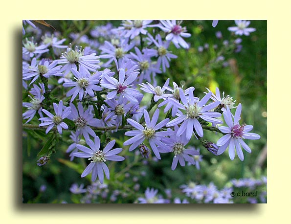 Aster cordifolius 'Ideal'
