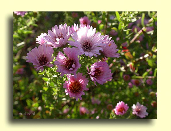 Aster ericoides 'Kylie'