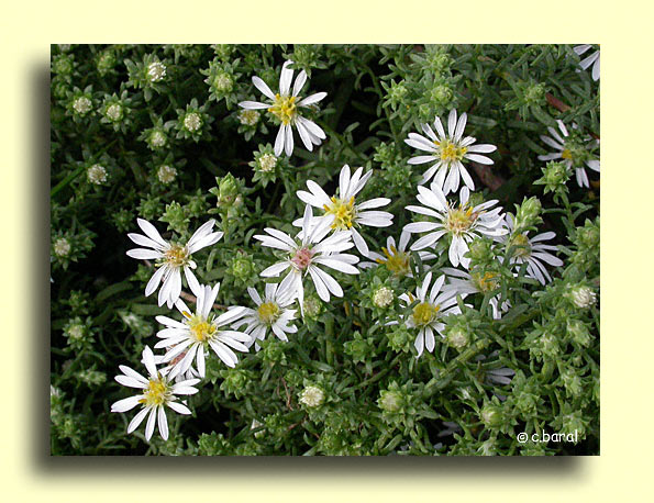 Aster ericoides 'Prostatus'