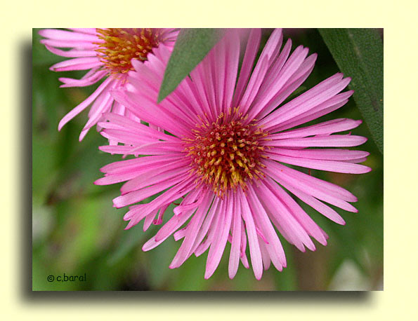 Aster 'Harrington's Pink'