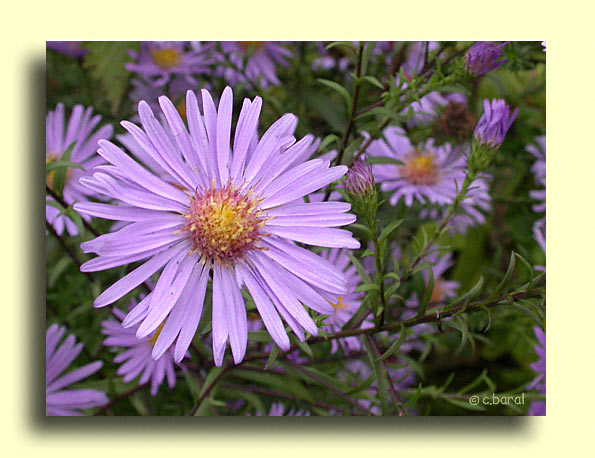 Aster laevis 'Calliope'