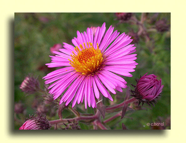 Aster 'Andenken an Paul Gerber'