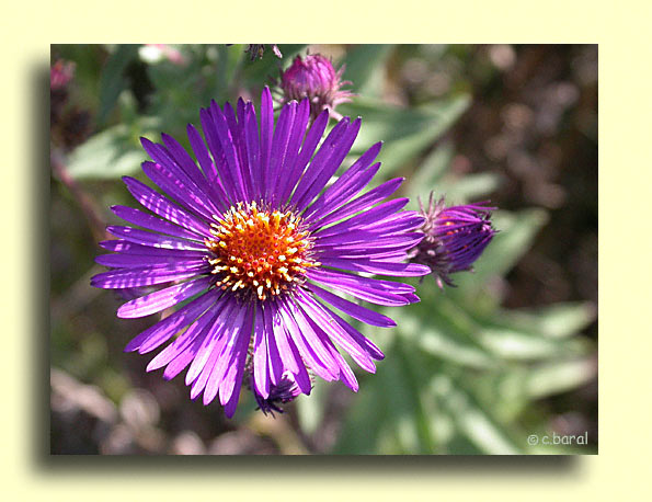 Aster 'Violetta'