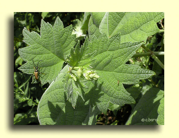 Boehmeria platanifolia, Boehmeria à feuilles de platane