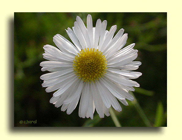 Boltonia asteroides 'Snowbank'