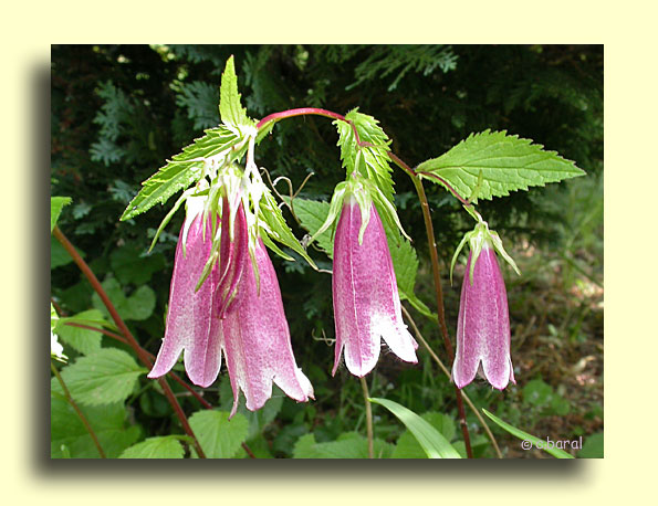 Campanula takesimana 'Elisabeth'