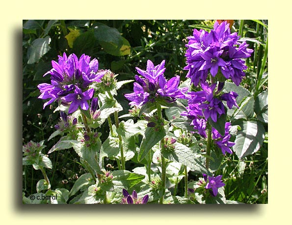 Campanula glomerata 'Dahurica'