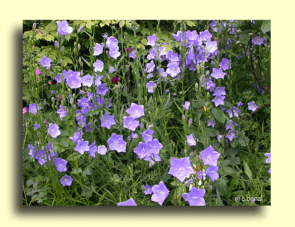 Campanula  persicifolia, Campanule à feuilles de pêcher