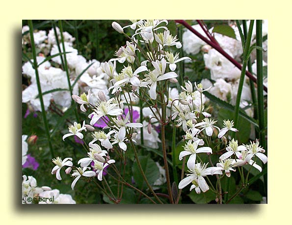 Clematis recta 'Purpurea', Clématite droite à feuilles pourpres