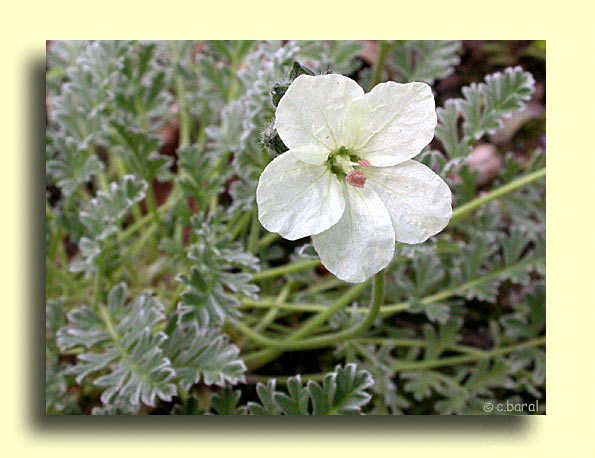Erodium chrysanthum, Erodium à fleurs d'or