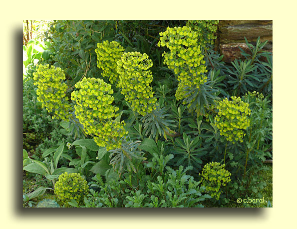 Euphorbia characias 'Wulfenii'