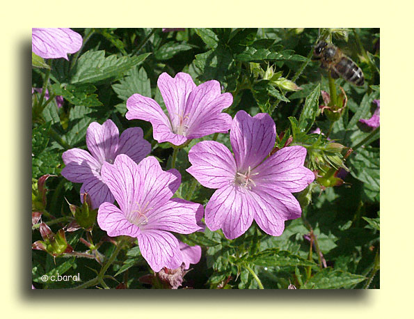 Géranium 'Claridge Druce'