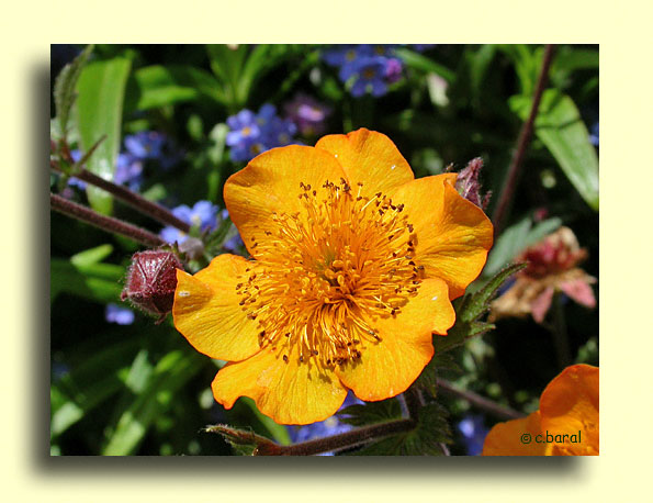 Geum rivale 'Coppertone', Benoîte