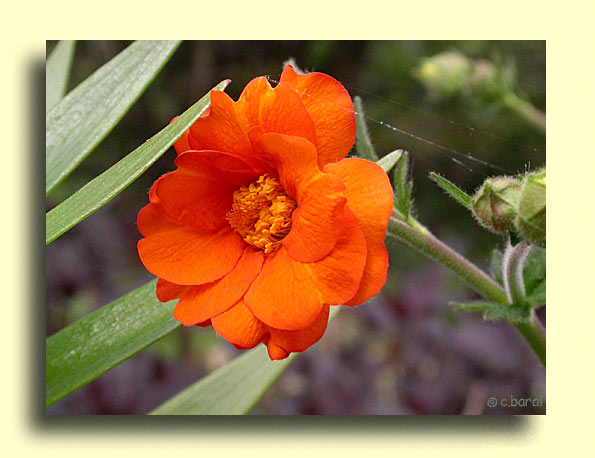 Geum chiloense 'Dolly North', Benoîte