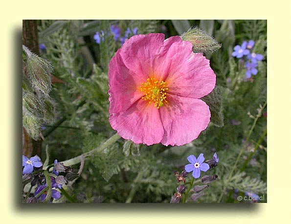 Helianthemum 'Rhodanthe Carneum', Hélianthème