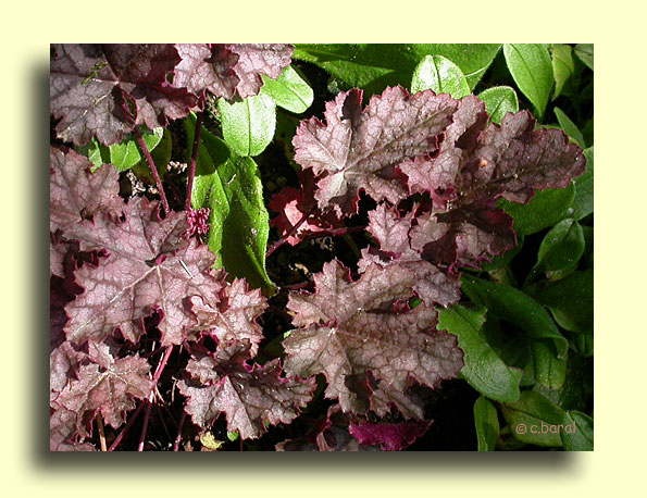 Heuchera 'Can-Can', Heuchère 'Can-Can'