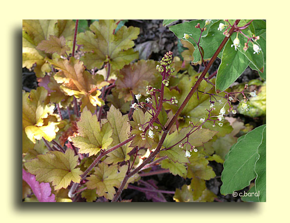 Heuchera 'Caramel', Heuchère