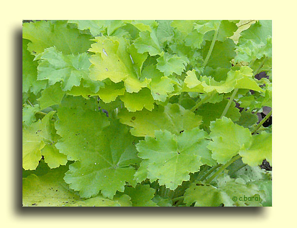 Heuchera 'Lime Rickey', Heuchère