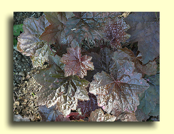 Heuchera 'Palace Purple', Heuchère 