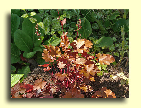 Heuchera 'Peach Flambe', Heuchère