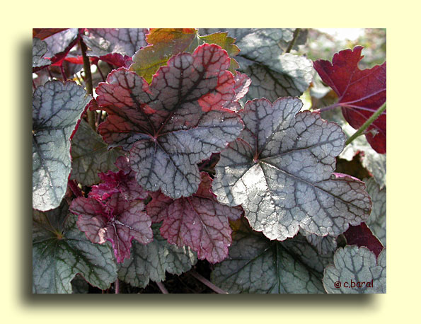 Heuchera 'Silver Scrolls', Heuchère
