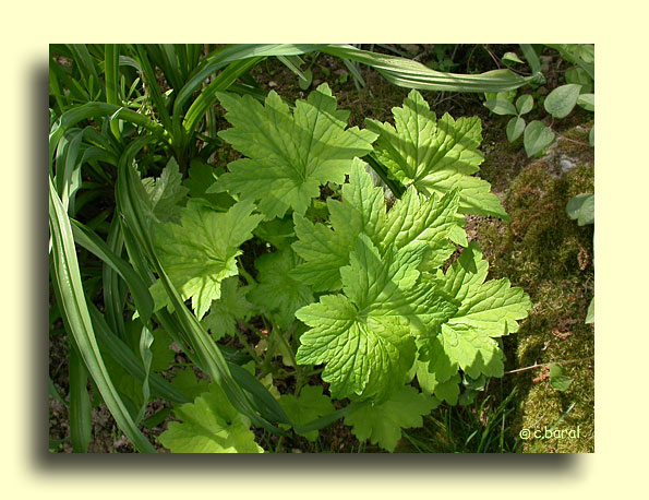 Heuchera villosa 'Chantilly', Heuchère 'Chantilly'