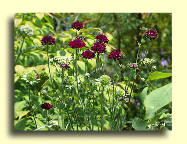 Knautia macedonica, Petite Scabieuse de Macdoine