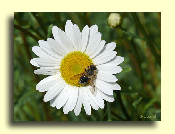 Leucanthemum (Chrysanthemum) vulgare, Marguerite
