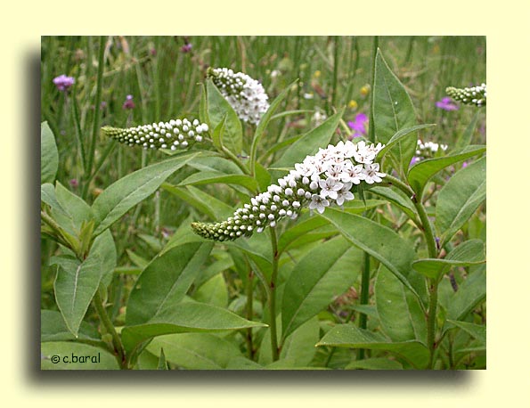 Lysimachia clethroides, Lysimaque de Chine