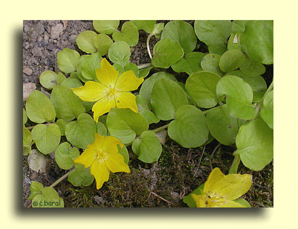 Lysimachia nummularia, Lysimaque rampante