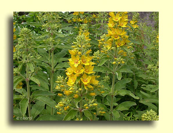 Lysimachia punctata, Lysimaque ponctuée