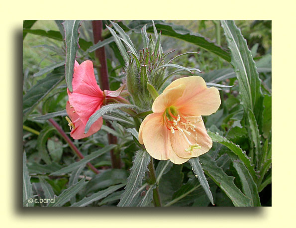 Oenothera versicolor 'Sunset Boulevard', Onagre