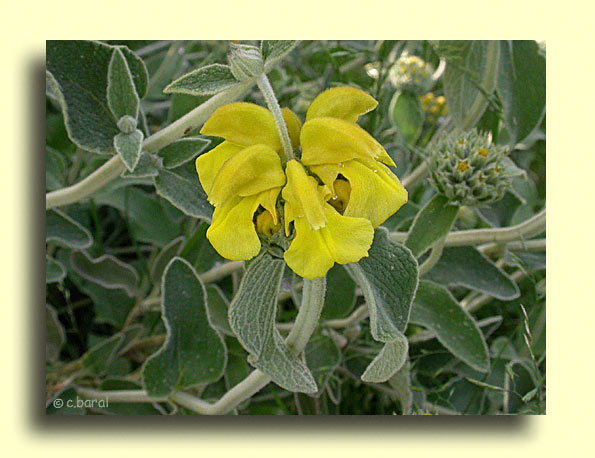 Phlomis fructicosa
