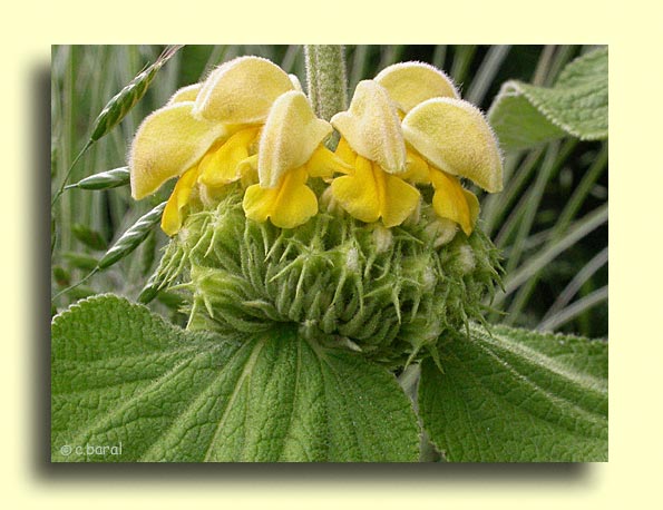 Phlomis russeliana, Phlomis de Russel