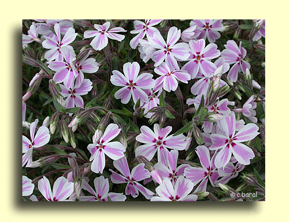 Phlox subulata 'Candy Stripe'